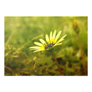 Impression Photo Fleur jaune