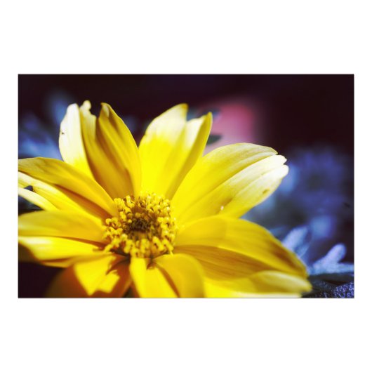 Impression Photo Fleur jaune (Devant)