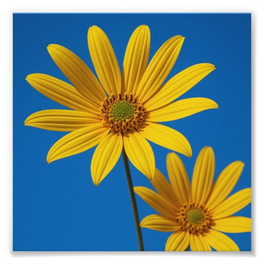 Impression Photo Fleur jaune sous ciel (Devant)
