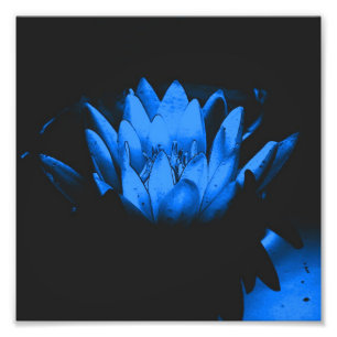 Impression Photo Fleur Lily Lotus d'eau bleue brillante Abstraite 8