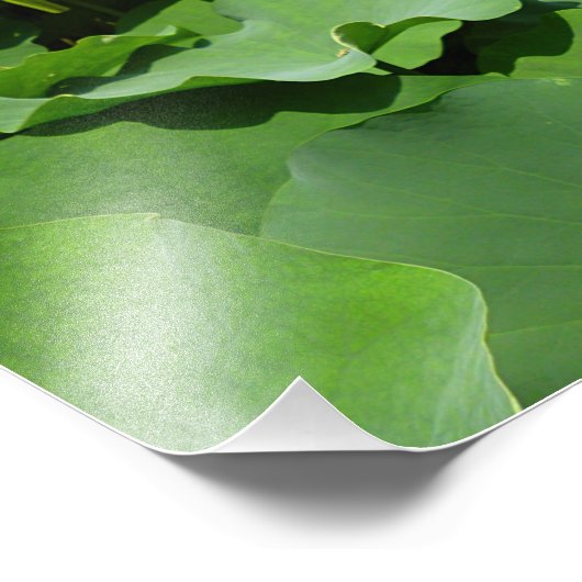 Impression Photo Fleur Lotus blanche (Coin)