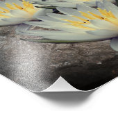 Impression Photo Fleur Lotus Lily D'Eau Sur Pierre 8x10 (Coin)