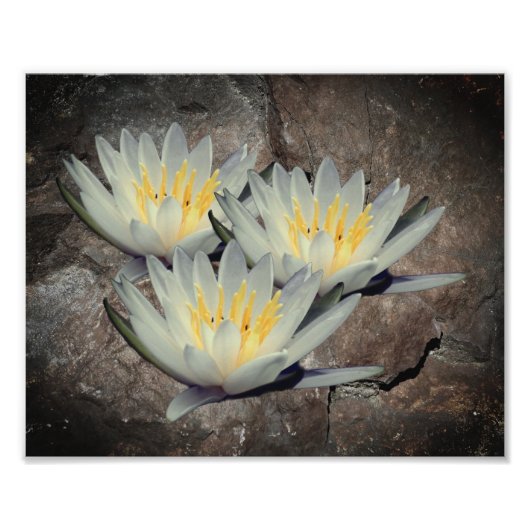 Impression Photo Fleur Lotus Lily D'Eau Sur Pierre 8x10 (Devant)