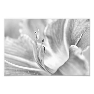 Impression Photo Fleur Macro N&B