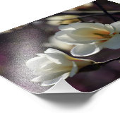 Impression Photo Fleur Magnolia/Fleurs Blanches (Coin)
