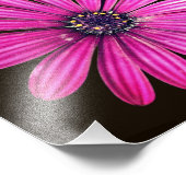 Impression Photo Fleur marguerite africaine violet simple 8x8 (Coin)