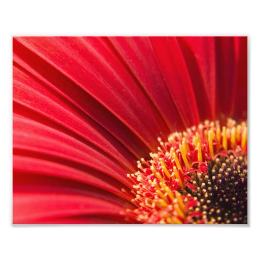 Impression Photo Fleur marron rouge Gerbera Daisy (Devant)