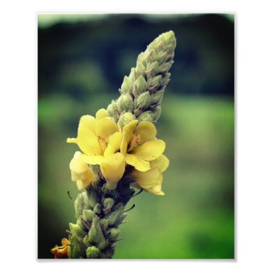 Impression Photo Fleur Mullein Jaune Fluide 8x10 (Devant)