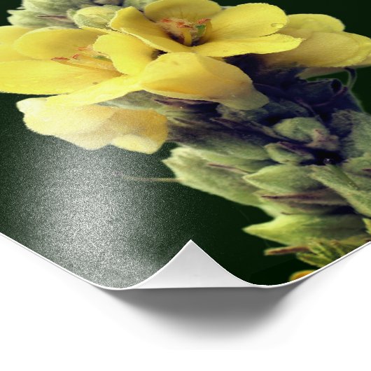 Impression Photo Fleur Mullein Jaune Fluide 8x10 (Coin)