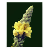 Impression Photo Fleur Mullein Jaune Fluide 8x10 (Devant)