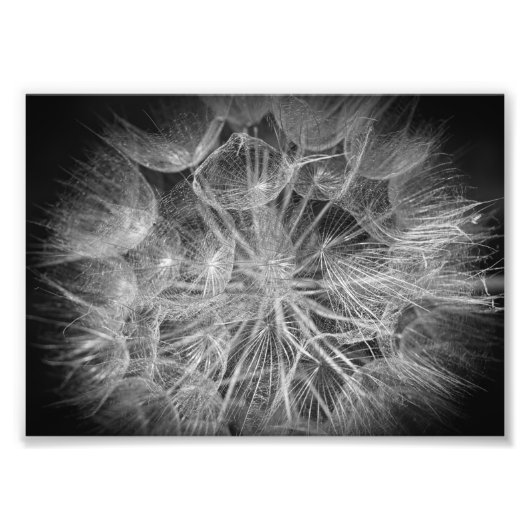 Impression Photo Fleur noir et blanc Macro (Devant)