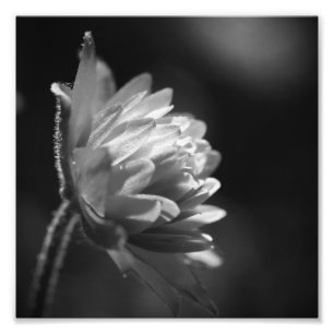 Impression Photo Fleur Noir Et Blanc Noir Et Blanc 8x8