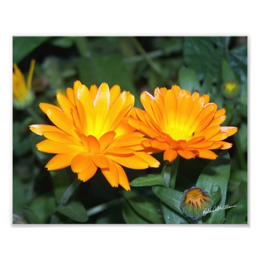 Impression Photo Fleur orange #2204 (Devant)