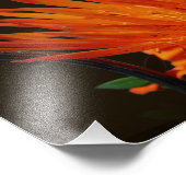 Impression Photo Fleur Orange Au Soleil Floral 8x10 (Coin)