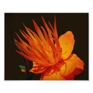 Impression Photo Fleur Orange Au Soleil Floral 8x10
