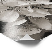 Impression Photo Fleur Pomme Ressort Fleur En Noir Et Blanc (Coin)