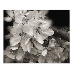 Impression Photo Fleur Pomme Ressort Fleur En Noir Et Blanc