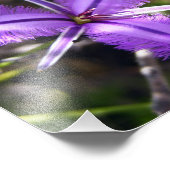 Impression Photo Fleur pourpre (Coin)