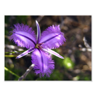 Impression Photo Fleur pourpre