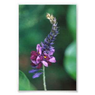 Impression Photo Fleur pourpre rose sur fleurir Kudzu