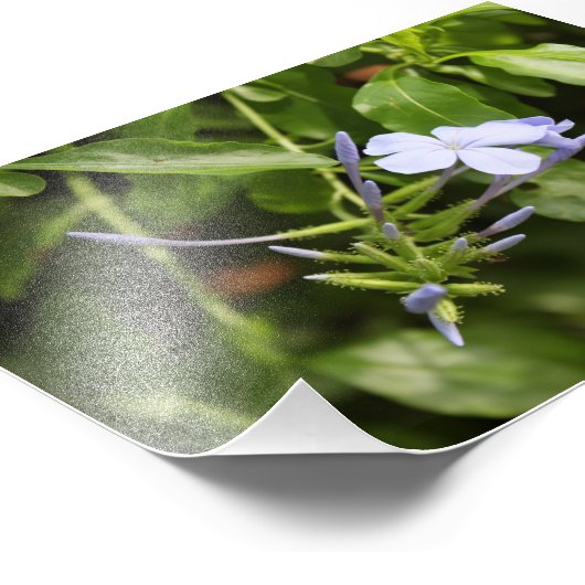 Impression Photo Fleur purée (Coin)