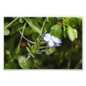 Impression Photo Fleur purée (Devant)