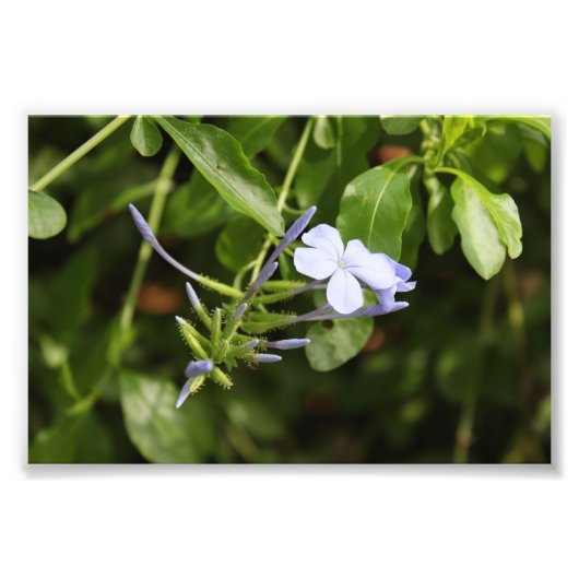 Impression Photo Fleur purée (Devant)