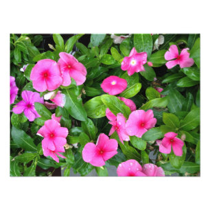 Impression Photo Fleur rose Bush de Vinca