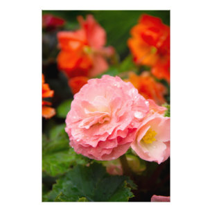 Impression Photo Fleur rose délicate après la pluie