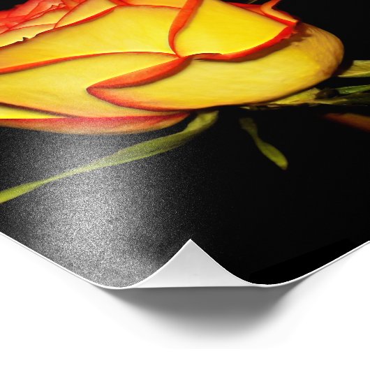 Impression Photo Fleur rose double rouge et jaune (Coin)