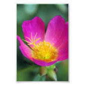 Impression Photo Fleur rose et jaune (Devant)