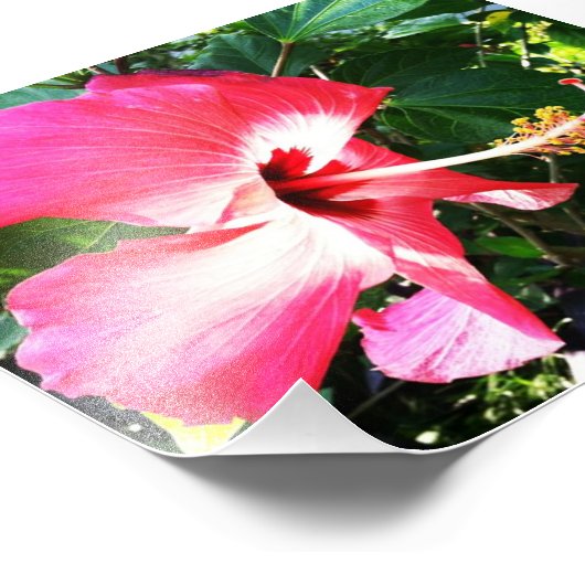 Impression Photo Fleur rose fleur (Coin)