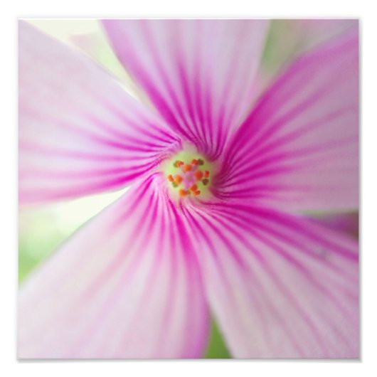 Impression Photo Fleur rose minuscule (Devant)