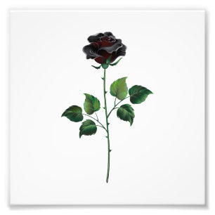 Impression Photo Fleur rose noire