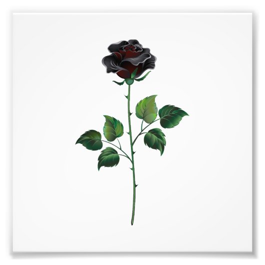 Impression Photo Fleur rose noire (Devant)