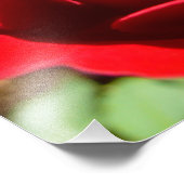 Impression Photo Fleur rose rouge vif Belle florale (Coin)