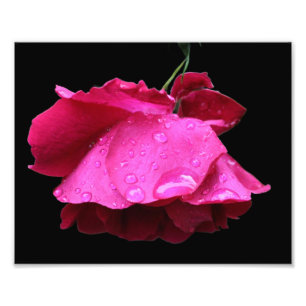 Impression Photo Fleur Rouge Et Arroses 8x10