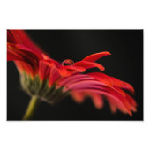 Impression Photo Fleur rouge Gerbera (Devant)