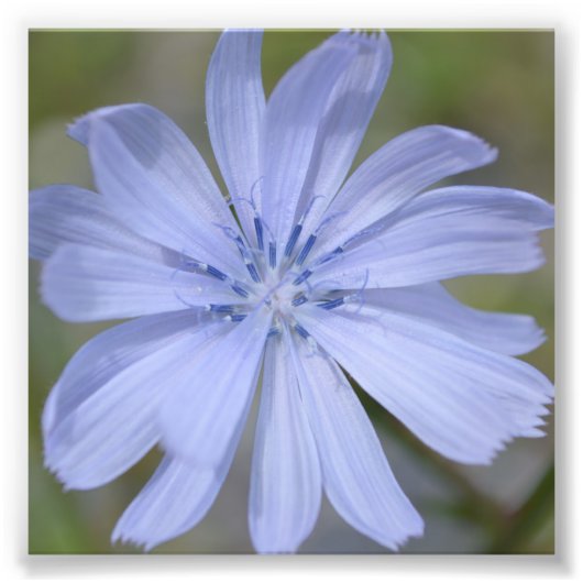 Impression Photo Fleur sauvage bleu (Devant)
