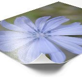 Impression Photo Fleur sauvage bleu (Coin)