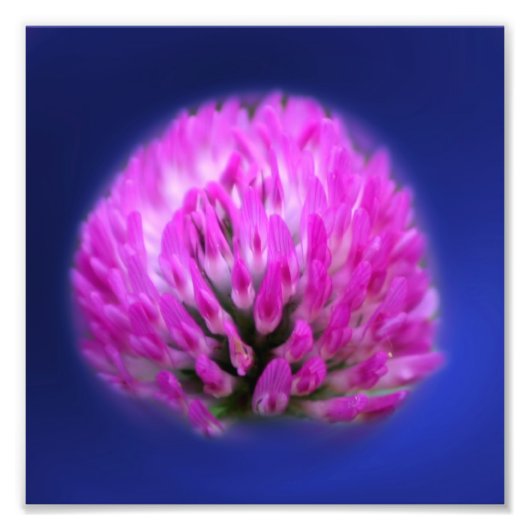 Impression Photo Fleur sauvage Clover rouge 8x8 (Devant)