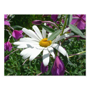 Impression Photo Fleur sauvage Daisy et Fireweed