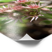 Impression Photo Fleur Succulente (Coin)