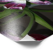 Impression Photo Fleur Tulip (Coin)