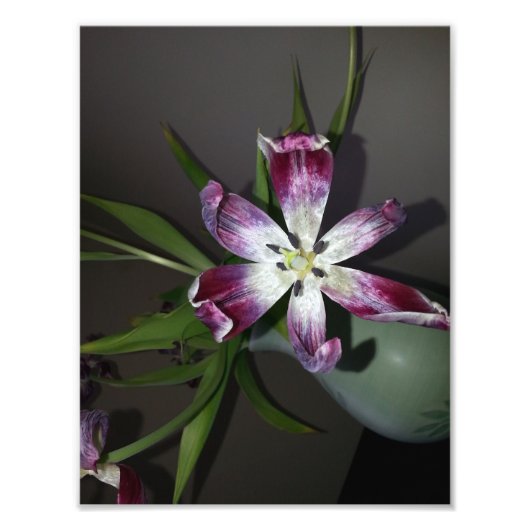 Impression Photo Fleur Tulip (Devant)