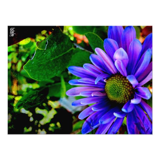 Impression Photo Fleur violette brillante (Devant)