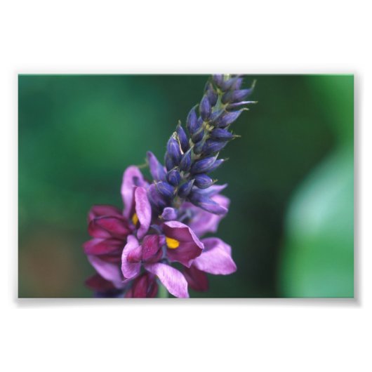 Impression Photo Fleur violette rose sur la floraison Kudzu (Devant)