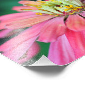 Impression Photo Fleur Zinnia rose vif (Coin)