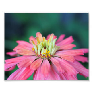 Impression Photo Fleur Zinnia rose vif