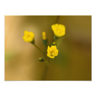 Impression Photo Fleurs